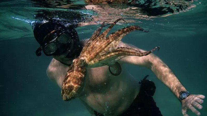 O mergulhador Craig Foster e o polvo - Divulgação/Netflix