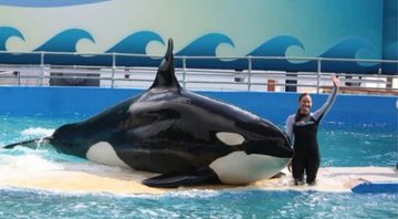 A orca Lolita - Miami Seaquarium/Divulgação