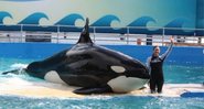 A orca Lolita - Miami Seaquarium/Divulgação