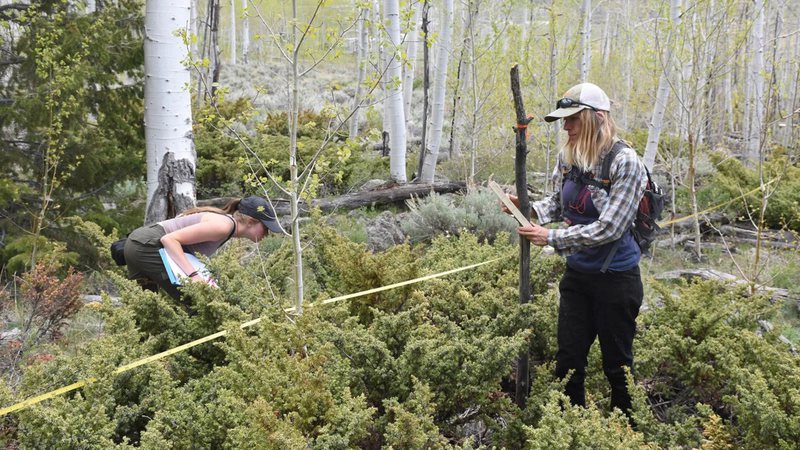 Pesquisadoras fazendo medições na vegetação de Pando, maior ser vivo do mundo - Divulgação/Universidade Estadual de Utah