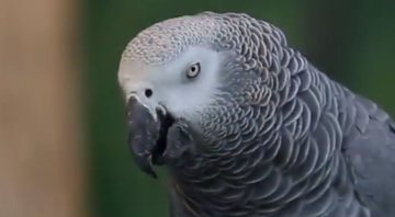 Imagem ilustrativa de papagaio da mesma espécie de Nigel - Divulgação / Youtube / VIX Brasil