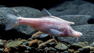 Peixe descoberto na China não tem pigmentação e tem chifre similar ao de um unicórnio mitológico - Divulgação/Xu et al. 2023