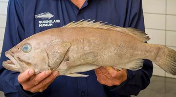 O peixe da espécie até então desconhecida - Divulgação/Jeff Johnson/Zootaxa