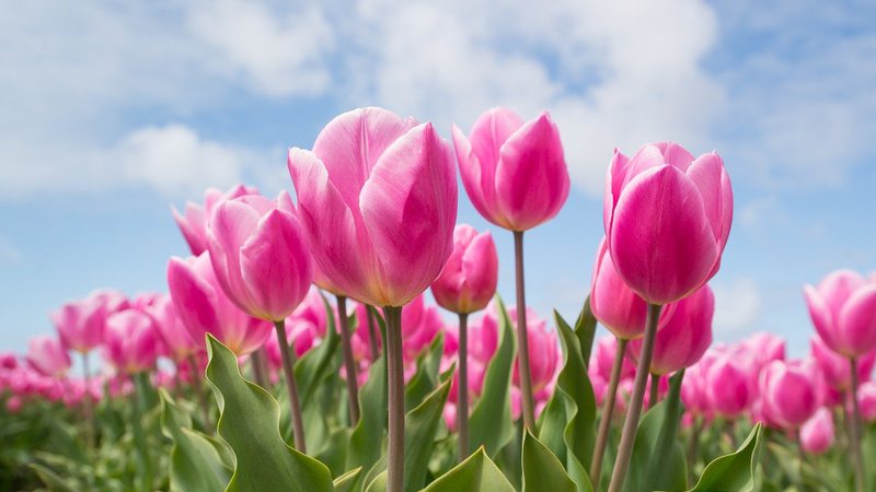 Imagem de uma tulipa - Imagem de Rudy and Peter Skitterians por Pixabay