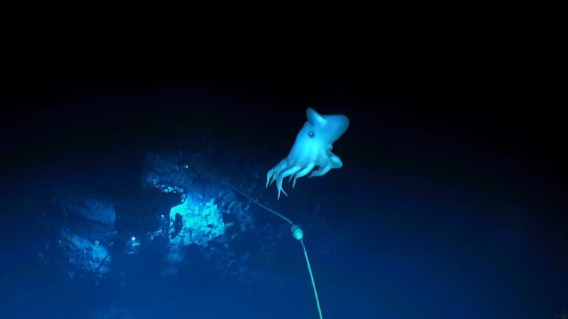 Imagem mostrando a curiosa criatura aquática - Divulgação/ Youtube/ EVNautilus