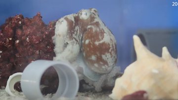 Polvo de experimento que indica que molusco também pode ter pesadelos - Reprodução/Vídeo/YouTube