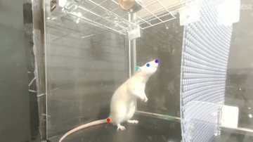Trecho de vídeo em que é possível observar os movimentos feitos pelos ratos quando expostos à múicas - Reprodução/Vídeo/YouTube