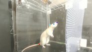 Trecho de vídeo em que é possível observar os movimentos feitos pelos ratos quando expostos à múicas - Reprodução/Vídeo/YouTube