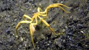 Aranha-do-mar registrada em vídeo - Reprodução/Vídeo National Geographic