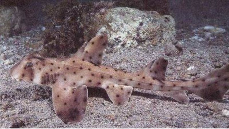 O tubarão conhecido como Srta. Helen - Divulgação - Facebook/San Antonio Aquarium