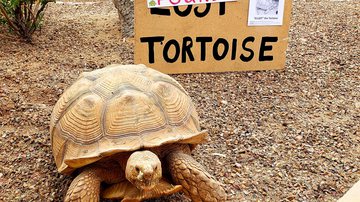 Tartaruga escapa de casa em Arizona, nos Estados Unidos - Reprodução/Cindy Iverson e Gerg Iverson