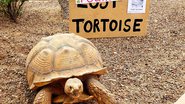 Tartaruga escapa de casa em Arizona, nos Estados Unidos - Reprodução/Cindy Iverson e Gerg Iverson