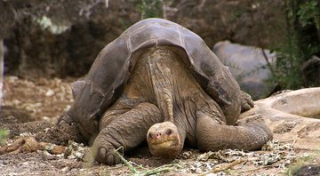 George Solitário, a tartaruga gigante das ilhas Galápagos - putneymark/Wikimedia Commons