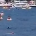 Tubarão é cercado em praia na Turquia - Reprodução/Twitter
