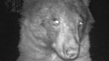 Urso 'posando' para selfie no Colorado, EUA - Reprodução/Twitter/@boulderosmp/23.01.2023