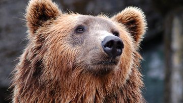 Imagem ilustrativa de urso pardo - Foto de Rasmus Svinding no Pexels
