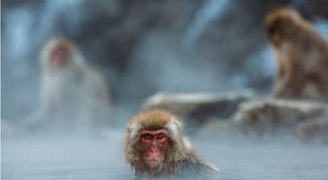 Imagem ilustrativa de macacos na água - Pixabay