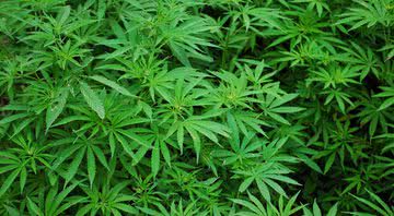 Imagem ilustrativa de plantas da cannabis - Pixabay