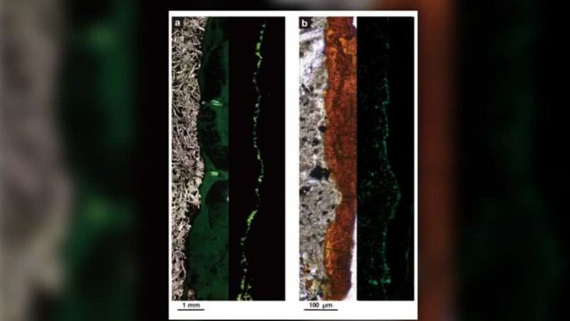 Bactérias esverdeadas encontradas dentro de fragmentos de rocha no mar - Divulgação