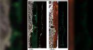 Bactérias esverdeadas encontradas dentro de fragmentos de rocha no mar - Divulgação