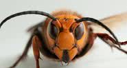 Fotografia de uma vespa asiática gigante - Wikimedia Commons