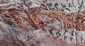 Fóssil de 200 milhões de anos - Divulgação / Proceedings of Geologists Association