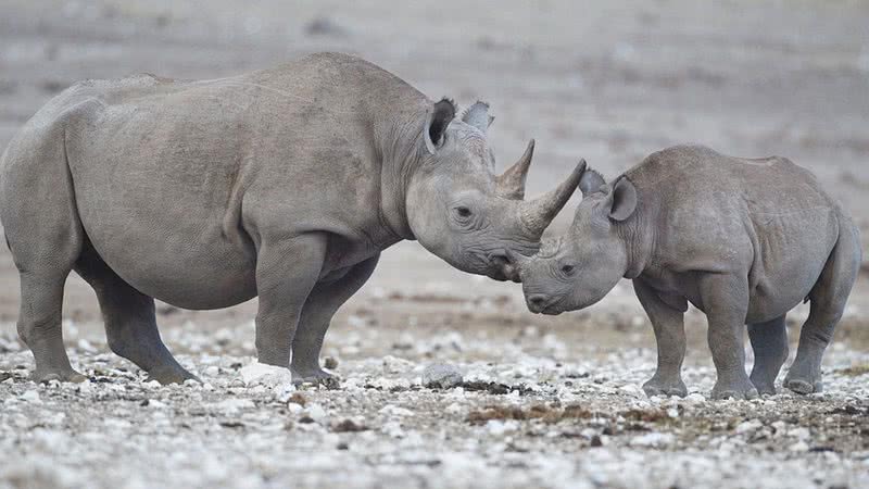 Fêmea e filhote de rinocerontes-negros - Wikimedia Commons