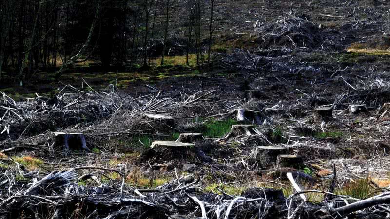 Imagem meramente ilustrativa de desmatamento de florestas - Divulgação/ Pexels