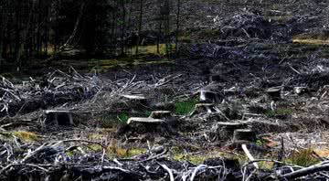 Imagem meramente ilustrativa de desmatamento de florestas - Divulgação/ Pexels