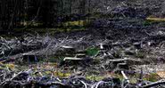 Imagem meramente ilustrativa de desmatamento de florestas - Pexels