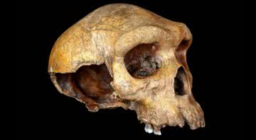 O crânio de 300 mil anos encontrado na África Central - Divulgação/Museu de História Natural