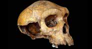 O crânio de 300 mil anos encontrado na África Central - Divulgação/Museu de História Natural