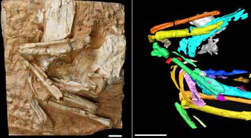 O fóssil da ave e sua tomografia computadorizada - Divulgação/Instituto de Paleontologia e Paleoantropologia de Vertebrados (IVPP)