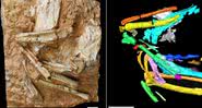 O fóssil da ave e sua tomografia computadorizada - Divulgação/Instituto de Paleontologia e Paleoantropologia de Vertebrados (IVPP)