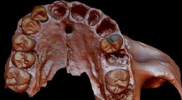 Fóssil contendo o dente analisado pelos pesquisadores - Divulgação / Copenhagen University