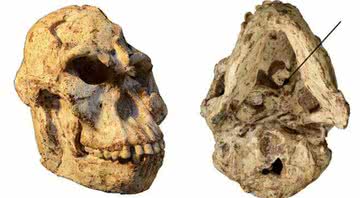 O crânio do australopiteco Little Foot - Divulgação/Universidade de Witwatersrand