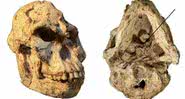 O crânio do australopiteco Little Foot - Divulgação/Universidade de Witwatersrand