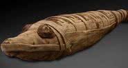 Múmia de crocodilo do Egito Antigo - Divulgação - Porcier et al.