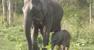 Elefante asiático em parque indiano - Wikimedia Commons