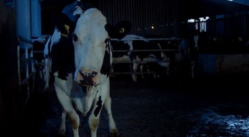 Cena do inusitado documentário 'Cow' - Divulgação/ Vídeo/ The Playlist