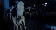 Cena do inusitado documentário 'Cow' - Divulgação/ Vídeo/ The Playlist