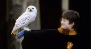Daniel Radcliffe e a coruja Edwiges no primeiro filme da saga - Divulgação/Warner Bros. Pictures
