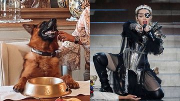 Á esquerda o cão Gunther 6º e à direita Madonna - Reprodução / Instagram e Getty Images