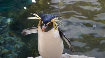 Pinguim “rockhopper do norte” no Zoológico de Schönbrunn, na Áustria - Divulgação/Youtube/zoos.media