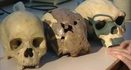 Esqueletos de diferentes espécies - Divulgação/BBC