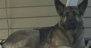 Cachorro da raça Pastor de Shiló - Divulgação/NBC News