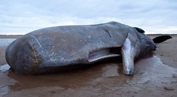Imagem meramente ilustrativa de baleia cachalote em praia - Getty Images