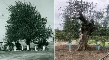 À esquerda uma fotografia antiga da árvore, sem data, e à direita uma fotografia da macieira em 2020. - Divulgação/Museu Histórico do Condado de Clark