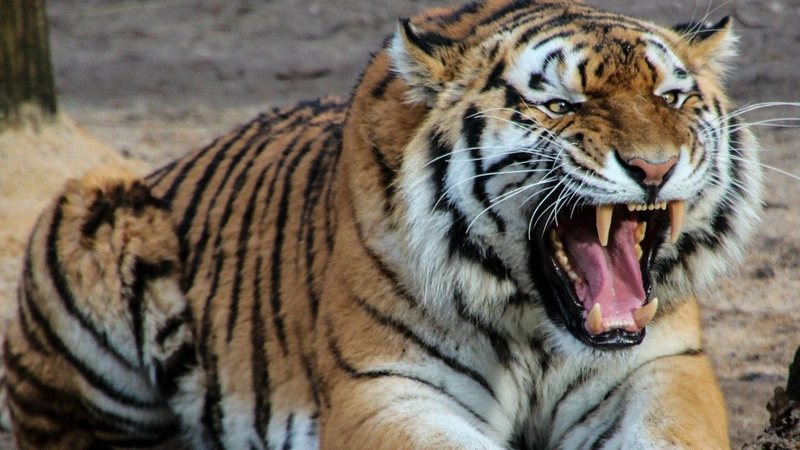Imagem meramente ilustrativa de tigre