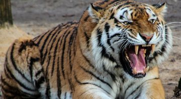 Imagem meramente ilustrativa de tigre - Divulgação/Pixabay/blende12